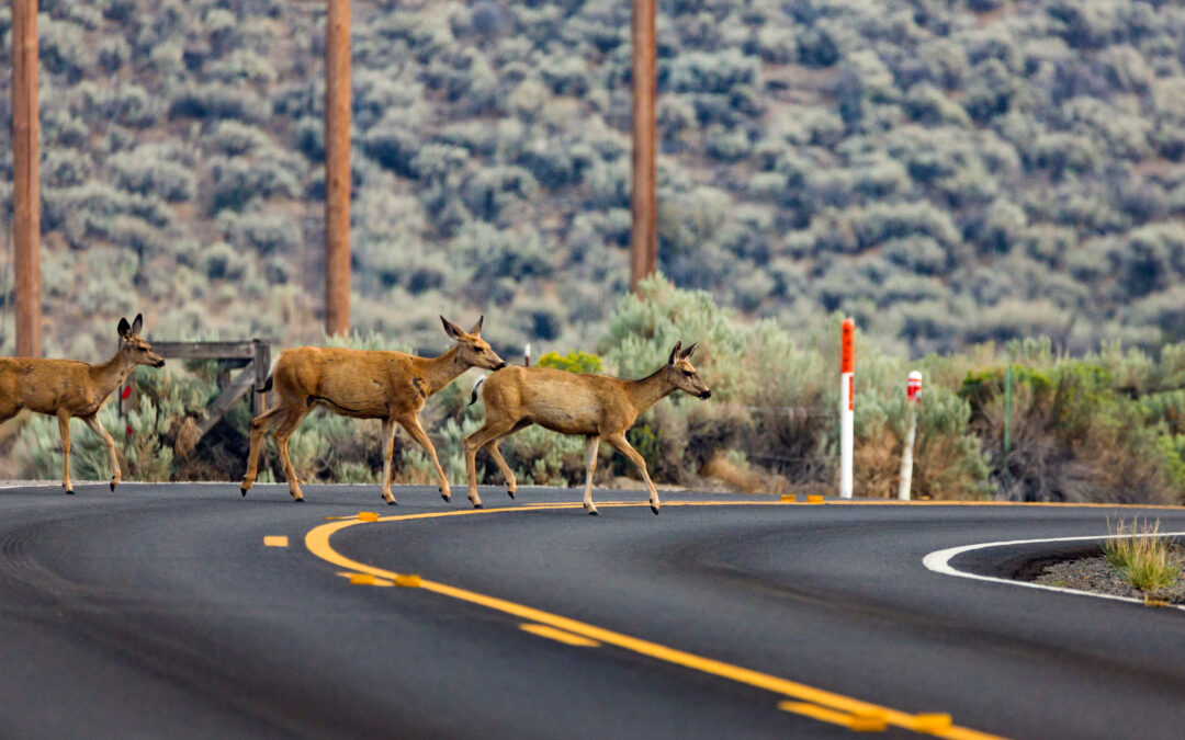 Deer Season: Safe Driver Tips